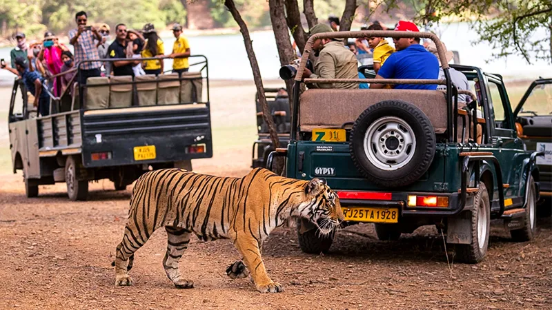 Jungle Safaris in India