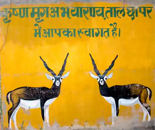 Tal Chhapar Sanctuary, Rajasthan