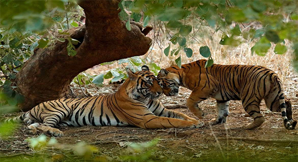 two tigers resting in an Indian national tiger reserve
