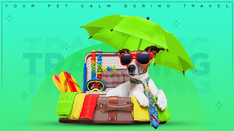 how to keep your pet calm while traveling
